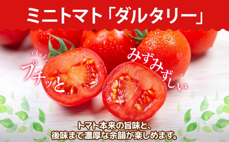 北海道 有機JAS認定 ミニトマト ダルタリー 150g×8パック 7月中旬～9月上旬頃にお届け 有機栽培 新鮮 旬 野菜 安心 安全 完熟 高糖度 濃厚 トマト 産地直送 農家直送 佐伯農園 送料無料 洞爺湖