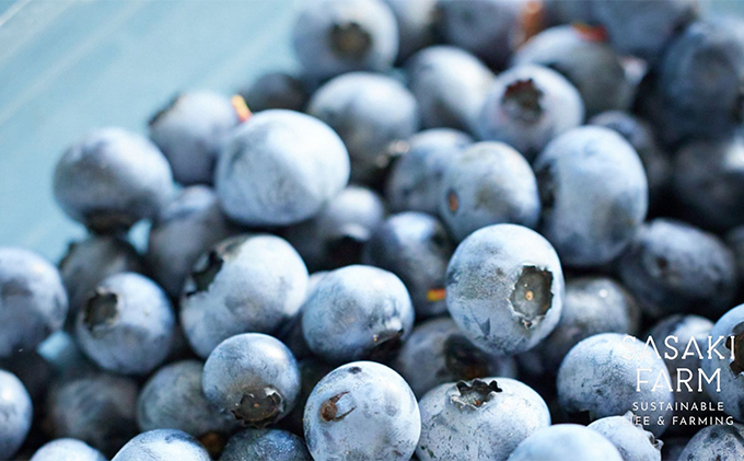 北海道 洞爺湖町産 フレッシュ ブルーベリー 500g 4パック 計2kg 7月20日から順次お届け お届け 北海道産 ブルーベリー 果物 果実 フルーツ 新鮮 国産 ベリー 農作物 お取り寄せ 冷凍 長期 保存 送料無料