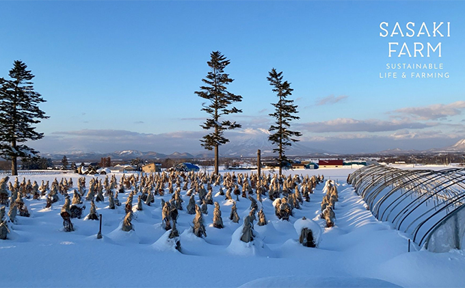 北海道 洞爺湖町産 フレッシュ ブルーベリー 500g 4パック 計2kg 7月20日から順次お届け お届け 北海道産 ブルーベリー 果物 果実 フルーツ 新鮮 国産 ベリー 農作物 お取り寄せ 冷凍 長期 保存 送料無料