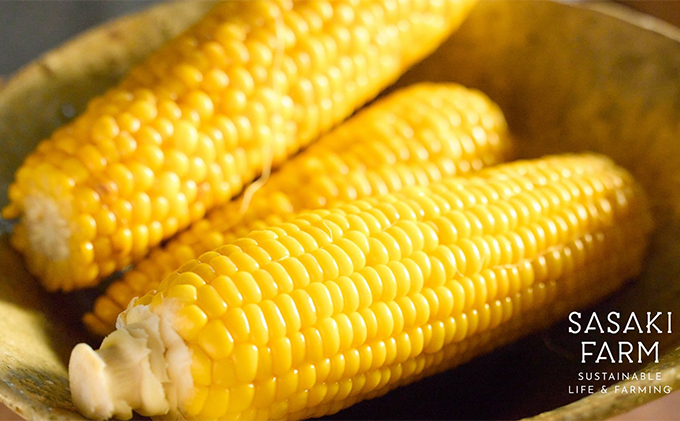 北海道産 とうもろこし 4kg前後 12-14本 8月30日から9月25日まで順次出荷 先行予約 北海道 トウモロコシ とうきび 旬 完熟 朝もぎ 野菜 産地直送 お取り寄せ 佐々木ファーム 洞爺湖