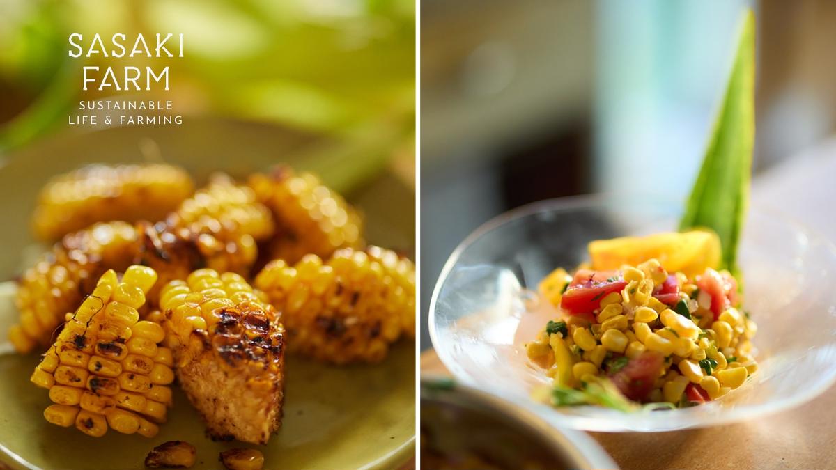 北海道産 とうもろこし 4kg前後 12-14本 8月30日から9月25日まで順次出荷 先行予約 北海道 トウモロコシ とうきび 旬 完熟 朝もぎ 野菜 産地直送 お取り寄せ 佐々木ファーム 洞爺湖