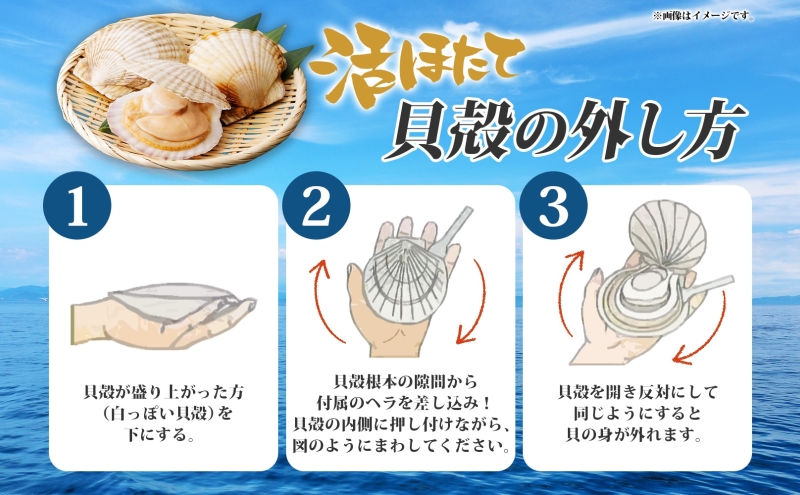 北海道産 活ほたて 2年貝 約 2kg 15枚～22枚 2026年1月中旬～2月上旬頃お届け 殻付き 貝付き 帆立 ホタテ ほたて 貝 魚介 海産 海鮮 貝柱 噴火湾 刺身 焼き フライ 生産者支援 産地直送 送料無料 魚介類 魚貝類 