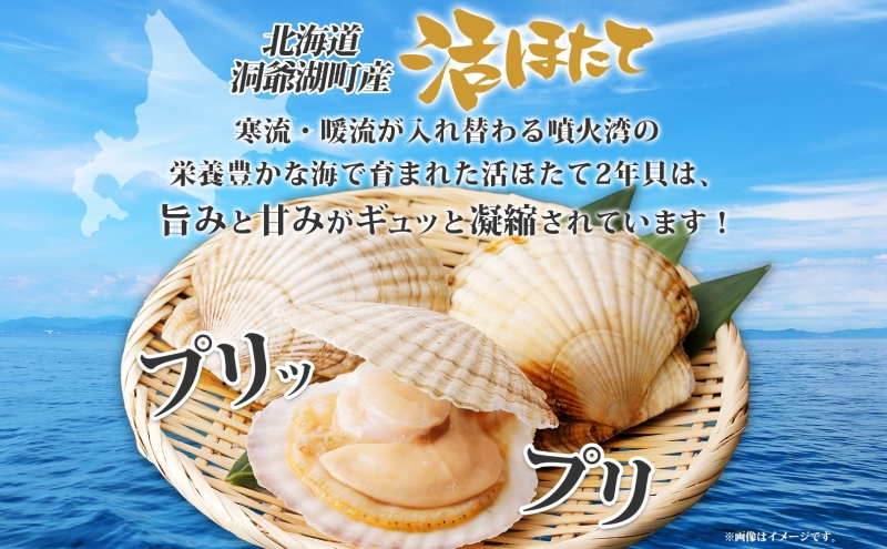 北海道産 活ほたて 2年貝 約 2kg 15枚～22枚 2025年3月中旬～3月下旬頃お届け 殻付き 帆立 ホタテ ほたて 貝 魚介 海産 海鮮 貝柱 噴火湾 刺身 焼き フライ 生産者支援 産地直送 送料無料 北海道