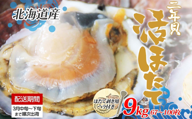 北海道産 活ほたて 2年貝 約 9kg 67枚～100枚 2026年3月中旬～3月下旬頃お届け 殻付き 貝付き 帆立 ホタテ ほたて 貝 魚介 海産 海鮮 貝柱 噴火湾 刺身 焼き フライ 生産者支援 産地直送 送料無料