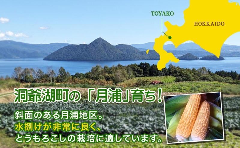 北海道 月浦 めぐみ ゴールド 5kg  先行受付 8月下旬～9月中旬頃にお届け とうもろこしトウモロコシ とうきび 恵味 スイート コーン 旬 野菜 甘い 大粒 人気 朝採り 産地直送 青山農園 送料無料 洞爺湖