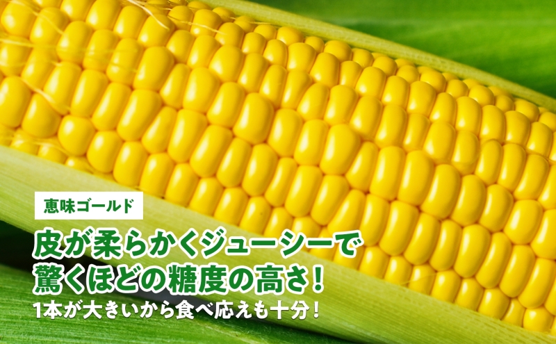  北海道産 スイート コーン めぐみゴールド 2Lサイズ 20本 8月中旬～末頃のお届け とうもろこし 恵味 めぐみ トウモロコシ 旬 完熟 朝もぎ 野菜 産地直送 お取り寄せ 北海道 丸田農園 送料無料 洞爺湖