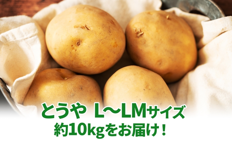 北海道 とうや  L～LM 約10kg 9月中旬より順次出荷 新じゃが じゃがいも ジャガイモ じゃが芋 馬鈴薯 黄爵 芋 いも イモ 旬 野菜 農作物 カレー シチュー肉じゃが 北海道産 丸田農園 送料無料