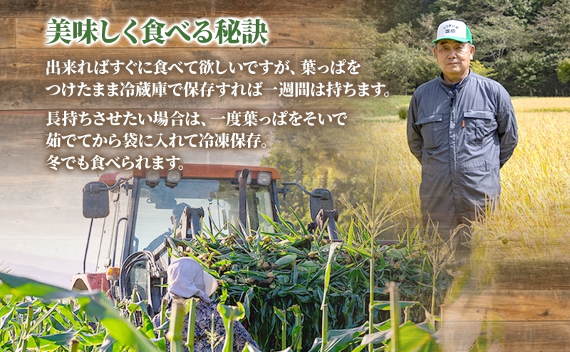 åæµ·éç£ ãšããããã æµå³ ãŽãŒã«ã 2L 8æ¬ 8æäžæ¬ïœ9æäžæ¬é ãå±ã ææ¡ã æµå³ ããã¿ããŠã¢ãã³ã· ã¹ã€ãŒã ã³ãŒã³ çã æ°é®® å
è¡åä» å€ éè ç£å°çŽé å¡©ç°èŸ²å éæç¡æ åæµ·é æŽçºæ¹çº