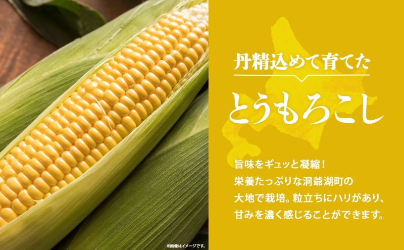 北海道産 とうもろこし 2L 約10kg 20本前後 2025年8月下旬～9月上旬頃お届け とうきび 新鮮 旬 トウモロコシ スイートコーン 産地直送 送料無料 北海道 洞爺湖町