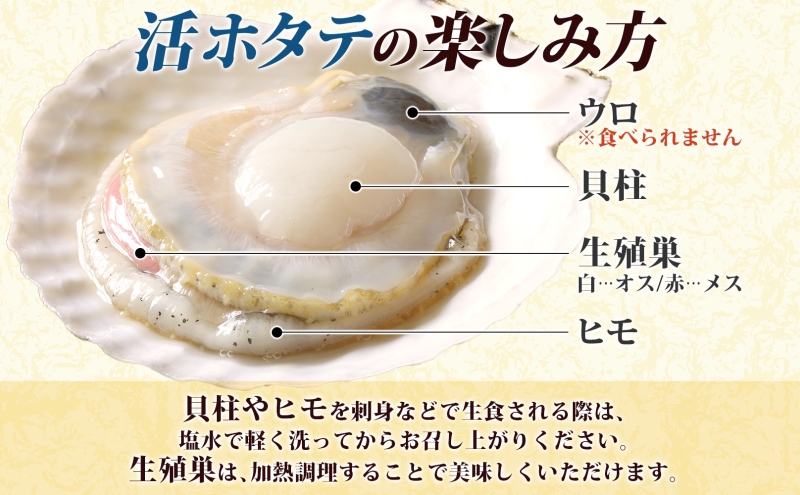 北海道産 活ほたて 2年貝 約 2kg 15枚～22枚 2026年3月中旬～3月下旬頃お届け 殻付き 帆立 ホタテ ほたて 貝 魚介 海産 海鮮 貝柱 噴火湾 刺身 焼き フライ 生産者支援 産地直送 送料無料 北海道 