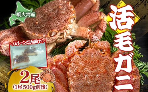 先行受付 北海道 噴火湾産 活毛がに 500g前後×2尾 2026年6月下旬～7月上旬お届け 北海道産 旬 新鮮 毛がに かに カニ 蟹 毛ガニ 毛蟹 カニ味噌 天然 噴火湾 産地直送 お取り寄せ 冷蔵 洞爺湖町