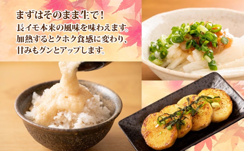 洞爺湖町産 訳あり 長芋 約10kg 2026年12月上旬から順次お届け 長いも 国産 北海道産 訳アリ 家庭用 不揃い とろろ 山かけ ステーキ 生食 調理 野菜 芋 旬 北海道 洞爺湖町