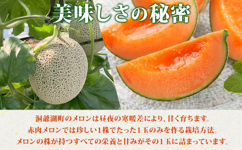 TOYAKOメロン 2玉 計4.8kg～5.4kg 2026年9月下旬～10月中旬お届け 先行予約 北海道産 メロン レッド113 糖度14度以上 赤肉 フルーツ 果物 旬 デザート 国産 贈り物 常温 今村農園 北海道 洞爺湖町 