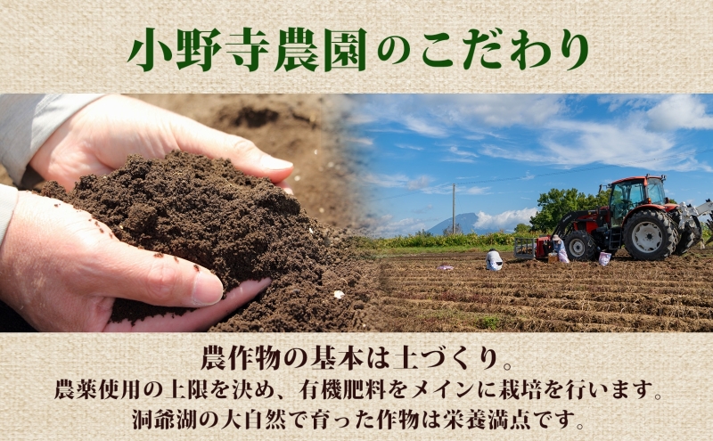 R8年産 先行受付 じゃがいも とうや 5kg 2026年9月下旬より順次出荷 ホクホク 甘い ポテトサラダ コロッケ 産地直送 お取り寄せ 国産 小野寺農園 北海道 洞爺湖町