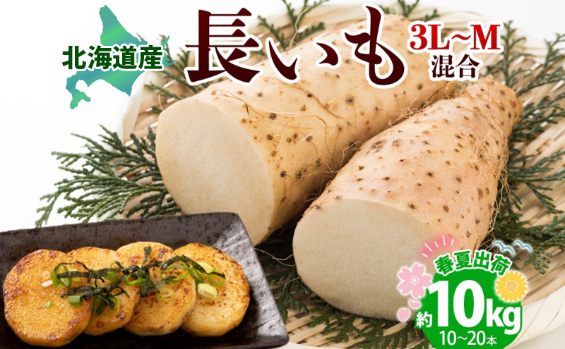 北海道産 長いも 春夏出荷 約10kg 2026年5月上旬～6月下旬頃お届け 長芋 ながいも とろろ 農作物 野菜 新鮮 根菜  山かけ 産地直送 お取り寄せ 送料無料 冷蔵 北海道 洞爺湖町