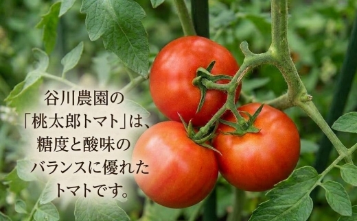 【先行予約】樹上熟3段採り 桃太郎トマト / 正品2kg箱(10～15玉入)【配送不可地域：離島】【1472504】