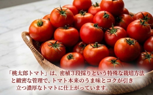 【先行予約】樹上熟3段採り 桃太郎トマト / 正品2kg箱(10～15玉入)【配送不可地域：離島】【1472504】