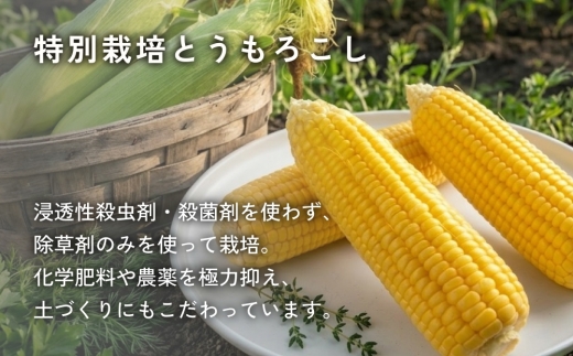 ãã³ãã®ã¹ã€ãŒãã³ãŒã³çŒ¶ã24åå
¥ãã2026幎åç©«å_10æä»¥éé æ¬¡çºé ã¹ã€ãŒãã³ãŒã³ ã³ãŒã³çŒ¶ ãšããããã ãšããããã猶 ç ç³äžäœ¿çš 猶詰 åœç£ åæµ·é å®å¹³çº äººæ° ãããã éæç¡æ ãã¬ãŒã³ã èŽç ã®ããã1031862ã