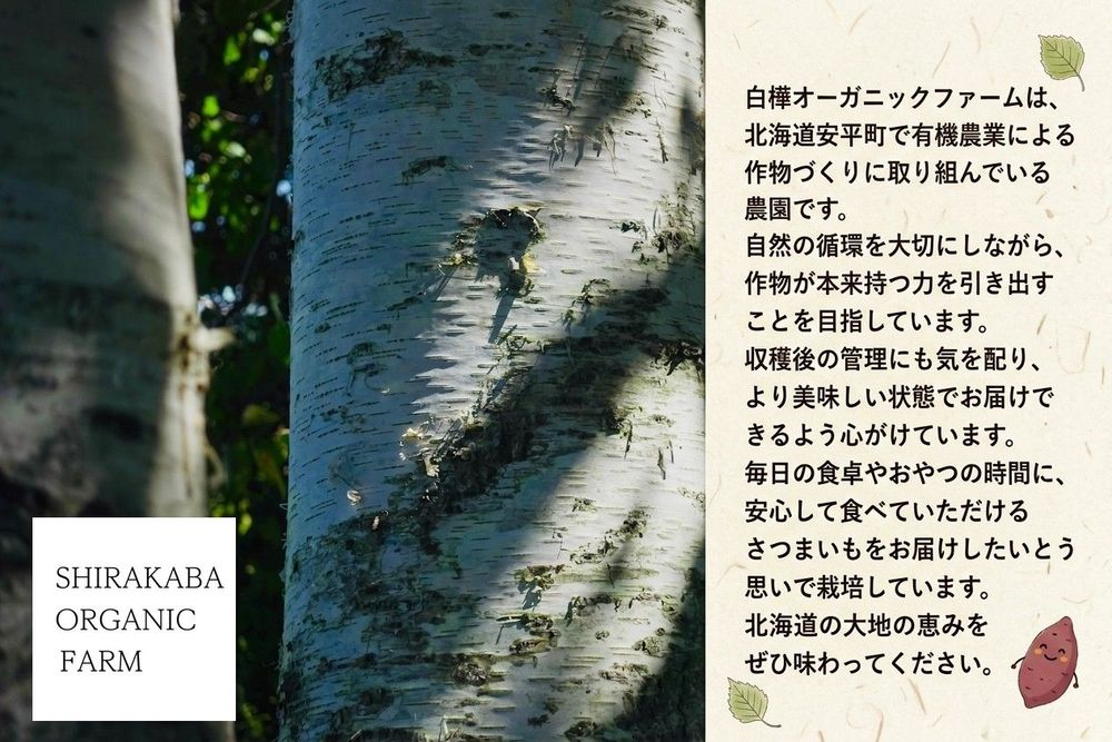 ＜ 先行予約 ＞ オーガニック さつまいも べにはるか 5kg サツマイモ 紅はるか いも イモ 芋 有機栽培 有機野菜 化学農薬不使用 化学肥料不使用 焼き芋 大学芋 北海道 安平町 安平