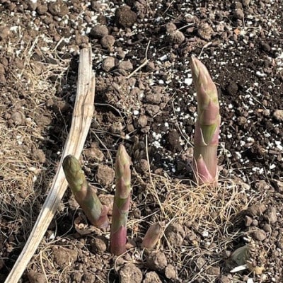 螳牙ケウ逕コ蜃コ蜿」霎イ蝨 縺ョ縲先葎縺」!縲代ワ繧ヲ繧ケ繧ー繝ェ繝シ繝ウ繧「繧ケ繝代Λ繧ャ繧ケ縲800g縲宣埼∽ク榊庄蝨ー蝓滂シ夐屬蟲カ縲代1680762縲