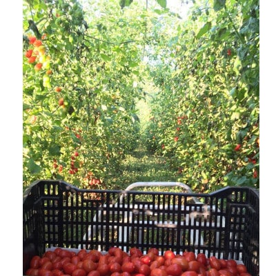 北海道安平町産　RooT Farm　有機(オーガニック)トマトジュース「星空ロッソ」710ml×2本【1094608】