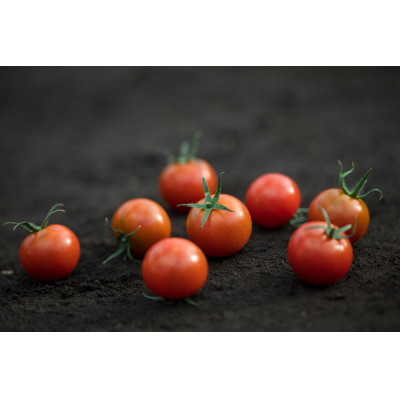 高糖度トマト『あまえっこ』使用の無添加濃厚トマトジュース2本セット【1484072】