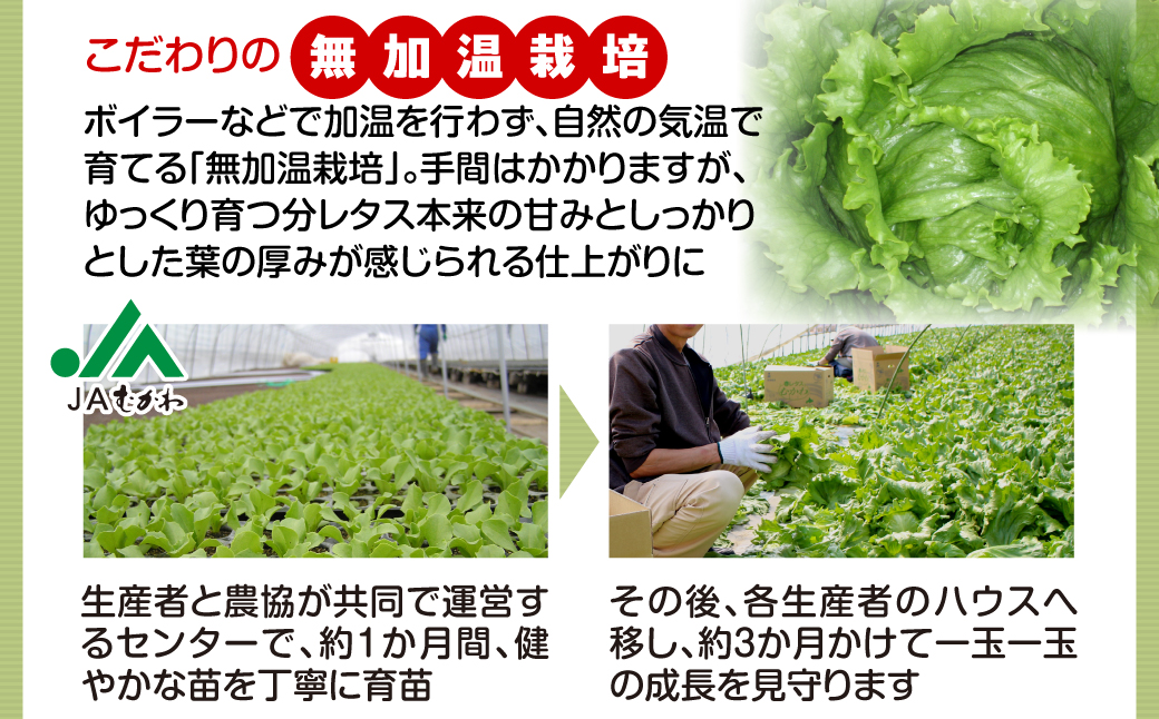 ＜2026年3月下旬より発送＞ハウスレタス MKWAL1001