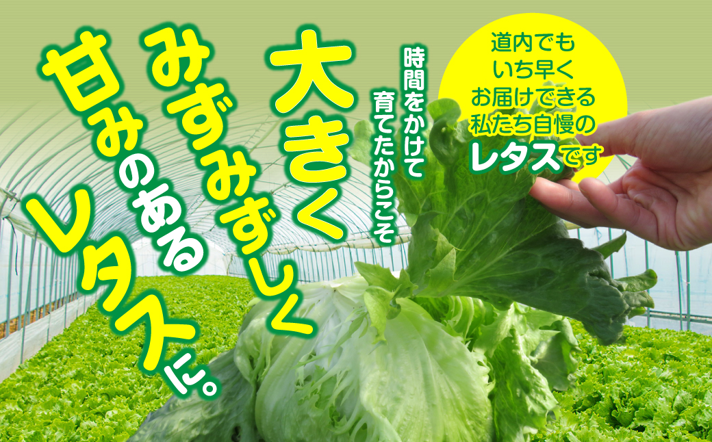 ＜2026年3月下旬より発送＞ハウスレタス MKWAL1001
