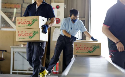 ＜2026年7月より発送＞＜先行受付＞ともりん(カンロ)4kg(4～5玉)＜JAとまこまい広域取扱 むかわ町穂別特産品＞ MKWR005