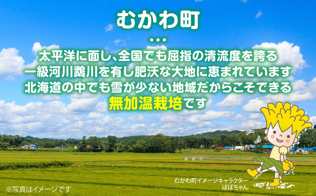 ＜2026年3月下旬より発送＞ハウスレタス MKWAL1001