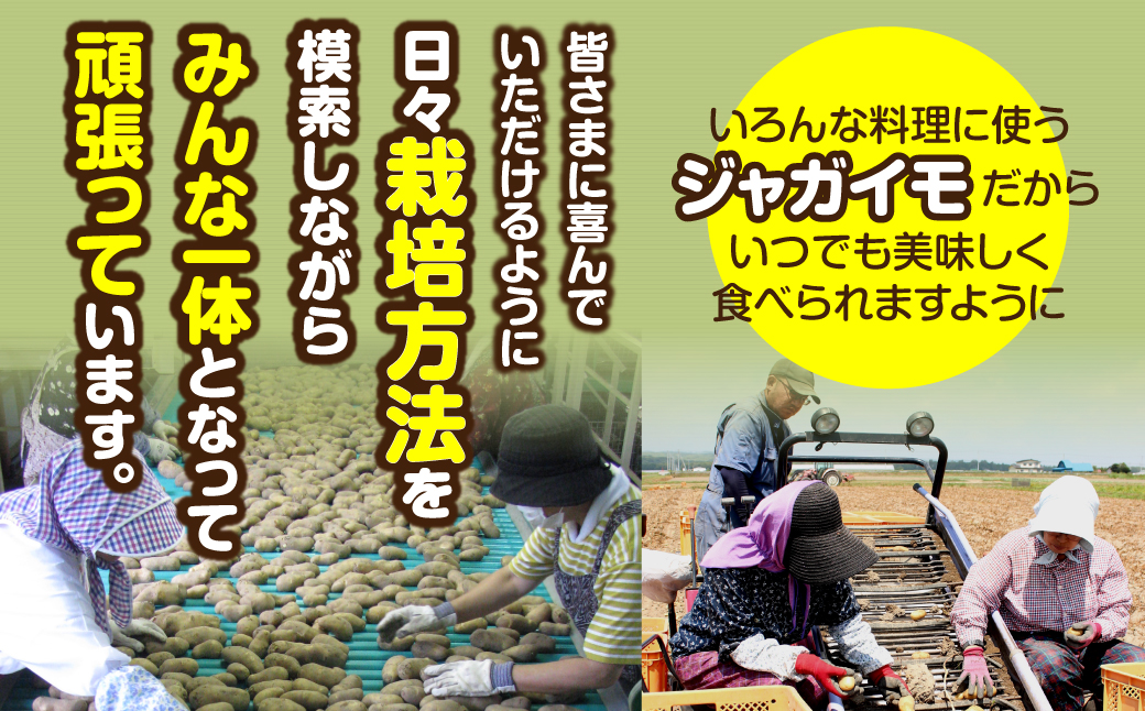 ＜2026年8月上旬より発送＞ばれいしょ MKWAL2001