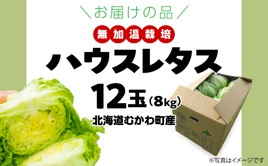 ＜2026年3月下旬より発送＞ハウスレタス MKWAL1001