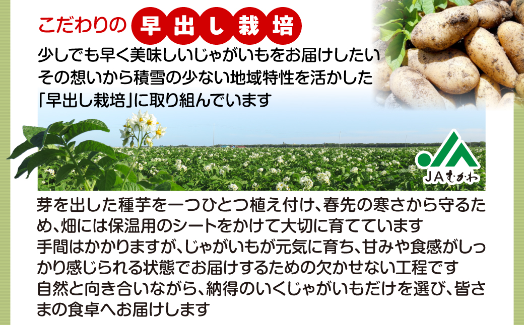 ＜2026年8月上旬より発送＞ばれいしょ MKWAL2001