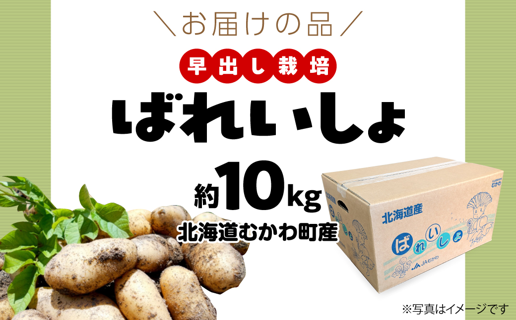 ＜2026年8月上旬より発送＞ばれいしょ MKWAL2001