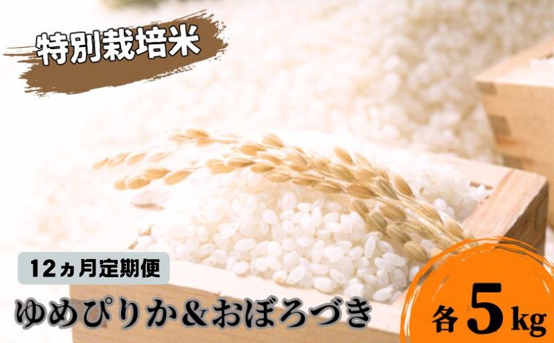 ◆12ヵ月連続お届け お米の定期便◆北海道日高【田中農園】R6年産 ゆめぴりか＆おぼろづき 各5kg 食べ比べ セット 特別栽培米