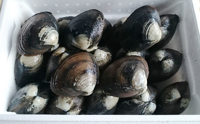 活ホッキ貝 20個 北海道 日高産 ホッキ貝 天然 産地直送 お取り寄せ 北海道 日高町 2025年11月中旬より発送