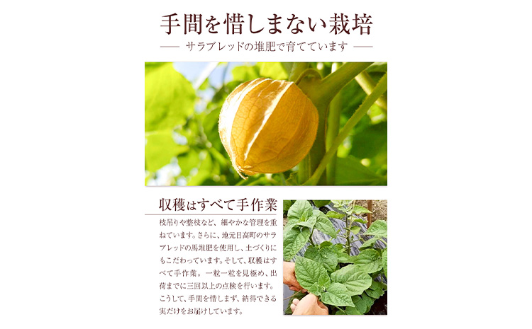 å·åãã«ãŒã ã»ããã 倪éœã®å çŽ1kg ã®ãã蟲åã90æ¥ä»¥å
ã«åºè·äºå®(忥ç¥é€ã)ãåæµ·é æ¥é«çº åžå° ããªãºã