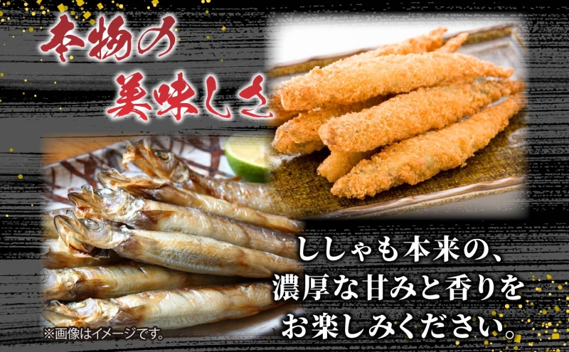 北海道産 阿部水産 ししゃも M 30尾セット 本ししゃも 雄 オス 魚卵 卵 北海道土産 季節限定 ほくほく 子魚 無添加 クール便 冷凍 送料無料 北海道 日高町