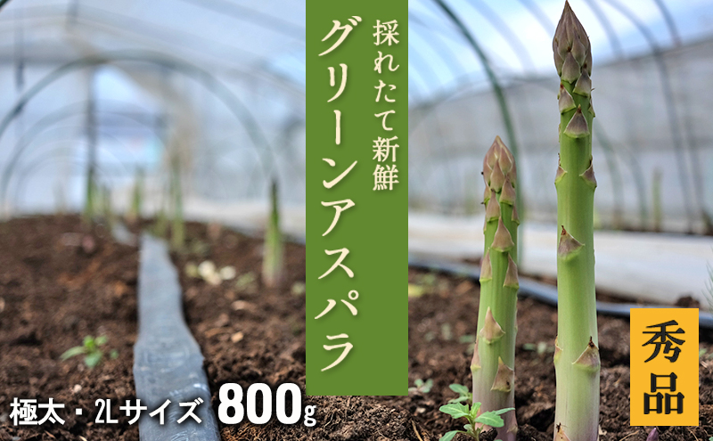 2L【秀品】800gグリーンアスパラ＜北海道日高門別産＞ アスパラガス アスパラ 春野菜 春 朝採り 朝採れ 新鮮 農協 JA 直送 野菜