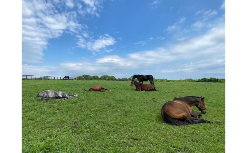 返礼品なし 100万円 Yogiboヴェルサイユリゾートファーム 牧場 引退馬 馬 支援 yogibo Versailles Resort Farm 北海道 日高町