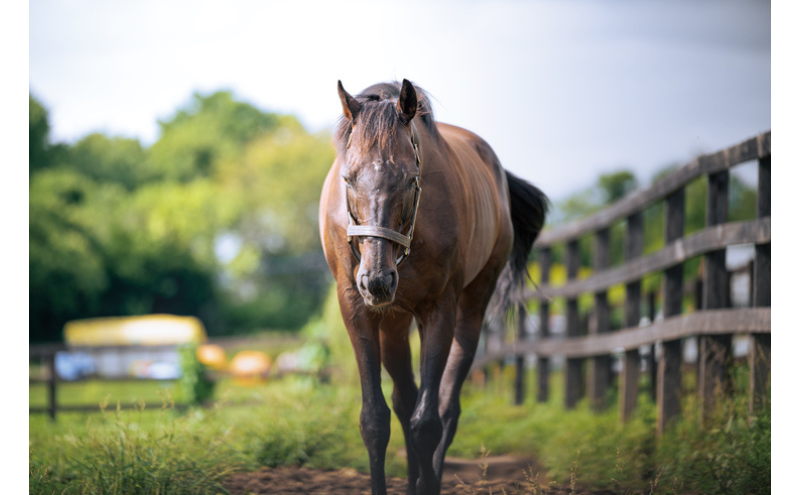 返礼品なし 1万円 Yogiboヴェルサイユリゾートファーム 牧場 引退馬 馬 支援 yogibo Versailles Resort Farm 北海道 日高町