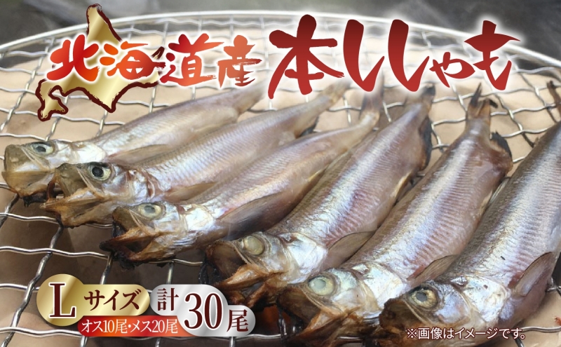 北海道産 阿部水産 ししゃも L 30尾セット 本ししゃも 雄 雌 オス メス 魚卵 卵 たまご タマゴ子持ち 北海道土産 季節限定 ほくほく 子魚 無添加 クール便 冷凍 送料無料 北海道 日高町