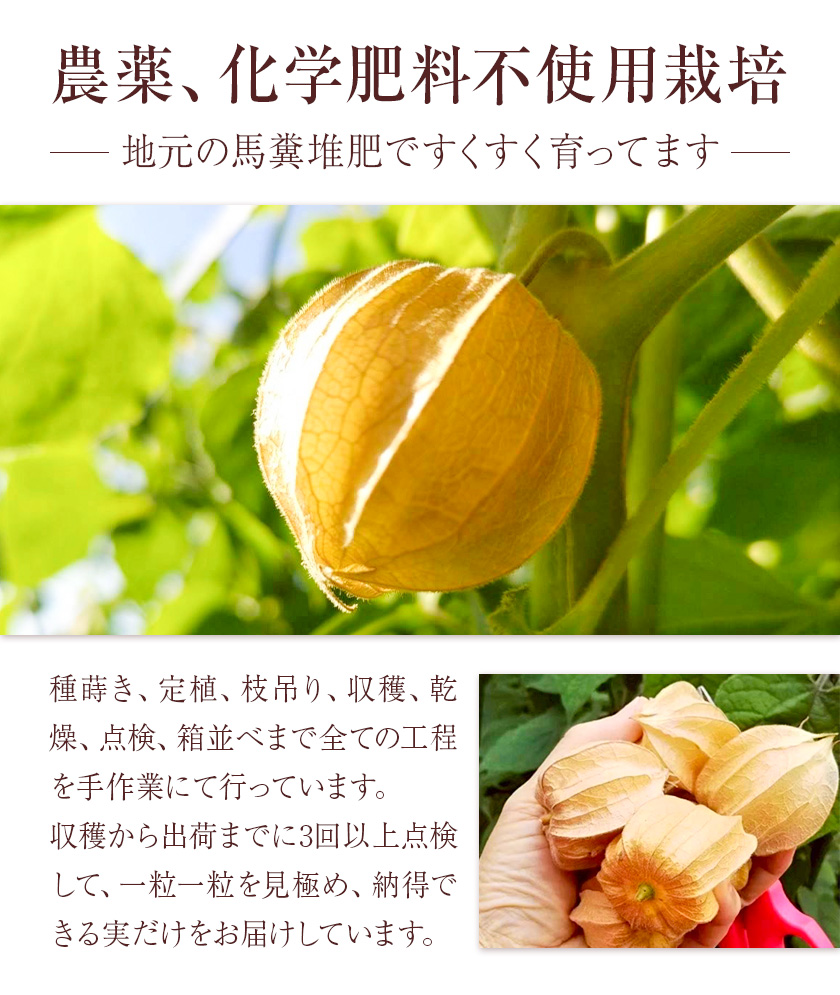 冷凍フルーツ ほおずき 太陽の子 約1kg のざわ農園《90日以内に出荷予定(土日祝除く)》北海道 日高町 希少 ホオズキ