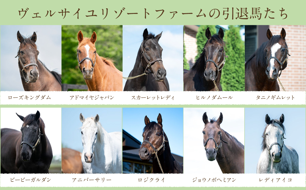 【1万円コース 返礼品無し】より多くの引退馬の幸せな余生を願う　Yogiboヴェルサイユリゾートファーム BRTV024-03