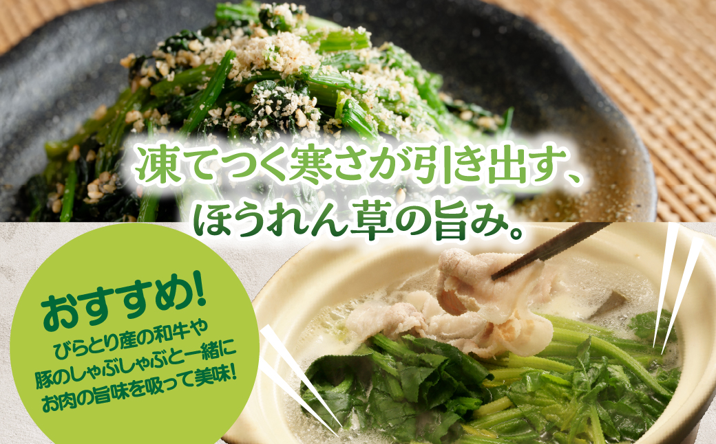 【先行予約/2026年12月上旬以降発送】【北海道平取町産】寒締めホウレン草（ちぢみほうれん草）200g×10袋 BRTO003