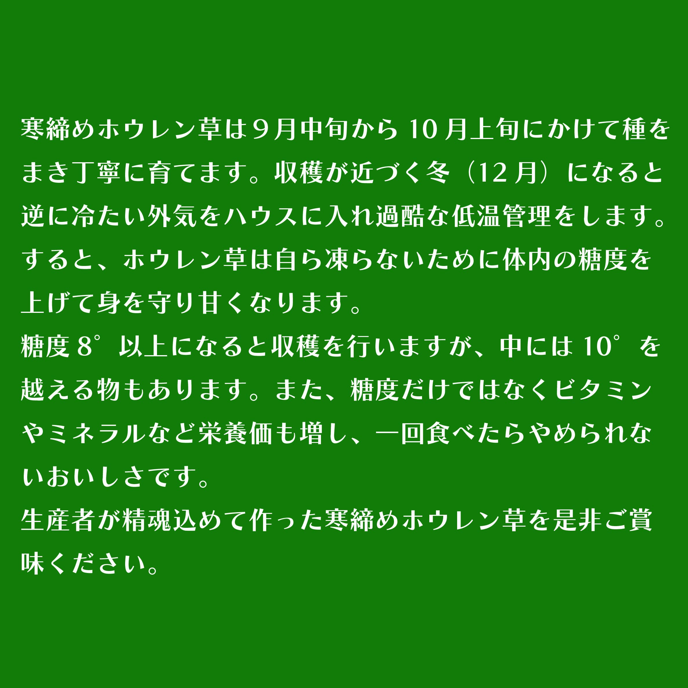 【先行予約/2026年12月上旬以降発送】【北海道平取町産】寒締めホウレン草（ちぢみほうれん草）200g×10袋 BRTO003