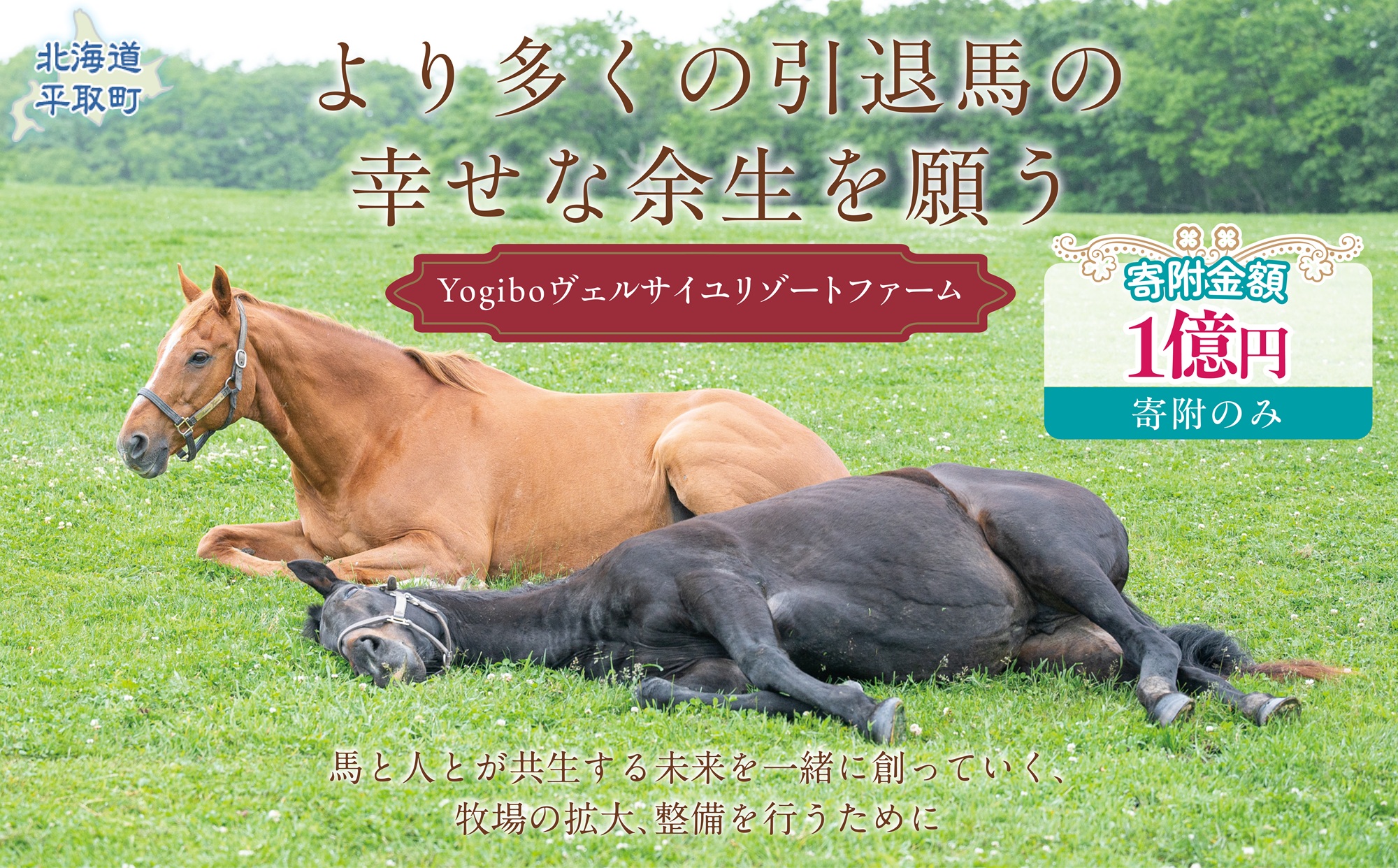 【1億円コース 返礼品無し】より多くの引退馬の幸せな余生を願う　Yogiboヴェルサイユリゾートファーム BRTV024-08