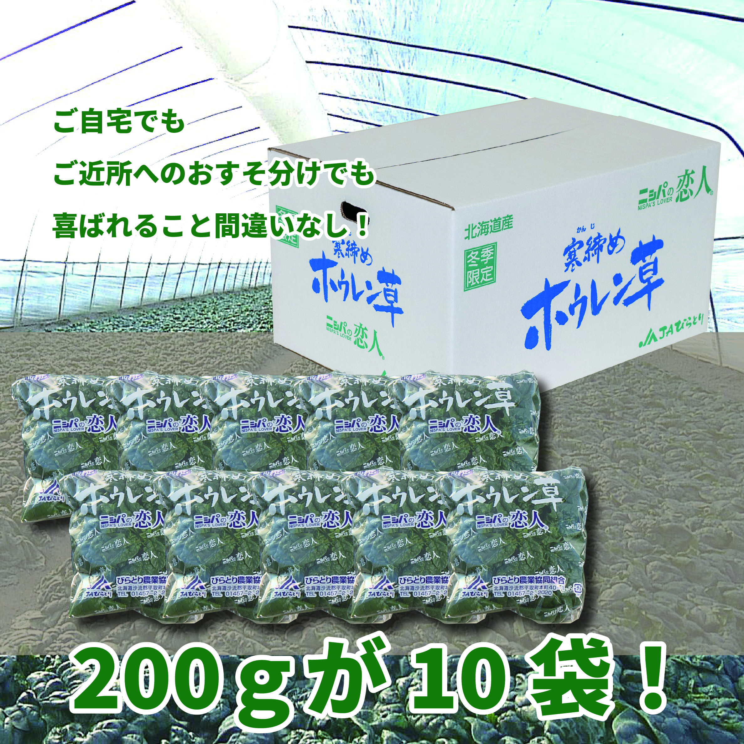 【先行予約/2026年12月上旬以降発送】【北海道平取町産】寒締めホウレン草（ちぢみほうれん草）200g×10袋 BRTO003