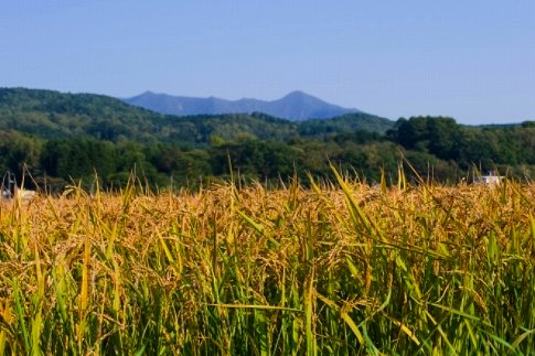 【R7年産】北海道産特別栽培米 アポイ米（ななつぼし）5kg
