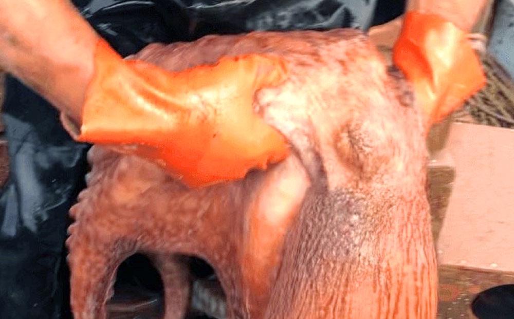 浜ゆで真タコ足 200g 3個（水タコ)